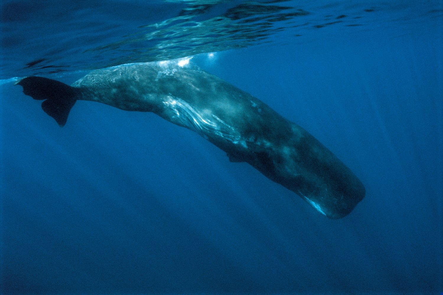 Whale Edition