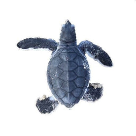 Schildkrötenbaby